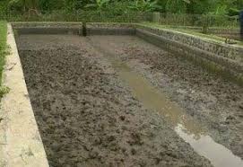 9 Cara Budidaya Ikan Gurame Di Kolam Tembok Bagi Pemula Ilmubudidaya Com