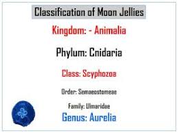 Classification Chart Of Moon Jellyfish Jellyfish Facts