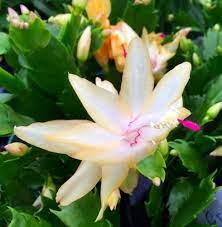 We searched far and wide in the deepest, darkest corners of the internet, as well as our local westfield, to bring you 10 gender neutral kris kringle gifts that are affordable and fun, and are appropriate to give to everyone. Christmas Cactus Guide How To Grow A Christmas Cactus