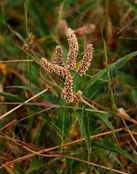 Image result for Persicaria senegalensis