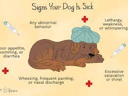 Signs Of Illness In Dogs