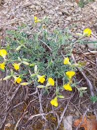 Image result for Argyrolobium tomentosum