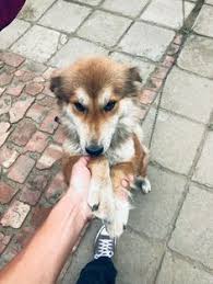 Check spelling or type a new query. 100 Adopt A Pet India Ideas Homeless Dogs Adoption Dogs