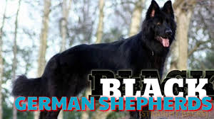 Maybe you would like to learn more about one of these? Black German Shepherd Double Coat Straight Back Puppies For Sale India Black White Gsd Puppies Youtube
