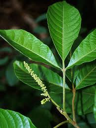 Image result for Allophylus