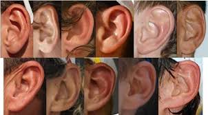 Myths Of Human Genetics Earlobes Anatomy For Artists Human Reference Art Reference Poses