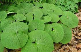 Wild Ginger Eat The Weeds And Other Things Too