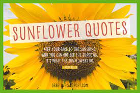 57 Sunflower Quotes To Find Light And Spread The Seeds Of Happiness