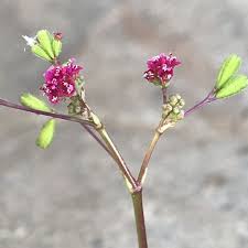 Image result for Boerhavia diffusa