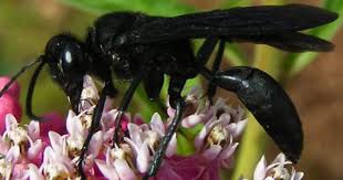 Black And White Wasp With Long Stinger Black Bee Wasp Insect Wasp Black Bee