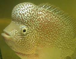 Ikan louhan cencu merupakan salah satu jenis ikan louhan yang banyak digemari selain jenis ikan louhan kamfa. Ciri Ciri Ikan Louhan Cencu Klasik Dan Modern