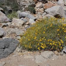 We did not find results for: Brittlebush