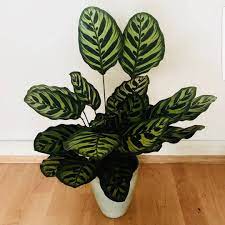 Calathea Makoyana Plants Unique Plants Peacock Plant