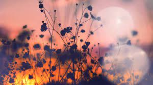 Search your top hd images for your phone, desktop or website. Aesthetic Wallpapers Sunset Laptop 1366x768 Download Hd Wallpaper Wallpapertip
