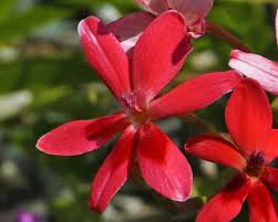 Image result for Freesia laxa