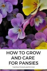 Pin On Gardening Tips Tricks