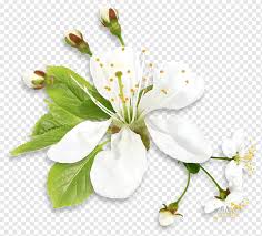 Whether you're attending burial or cremation ceremony, arranging funeral flower delivery in the uk is possible online, without the need to find a dedicated funeral florist. Sympathy Family Condolences Friendship Love White Spring Tree Flower White Blossom Flower Branch Common Daisy Rose Png Pngwing