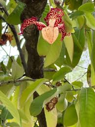 Image result for Monodora