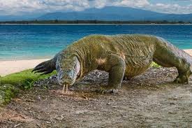 Komodo juga telah ditetapkan spesies rentan pada daftar iucn red list. Konflik Komodo Dengan Manusia Di Taman Nasional Komodo Kenapa Masih Terjadi Mongabay Co Id