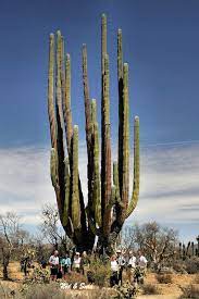 The maximum recorded height of the cardon cactus is 63 feet with a foot trunk diameter of more than three feet with several side branches. The Largest Cardon Cactus Pachycereus Pringlei In Baja California Mexico Cactus Mexico Cactus Cactus Plants