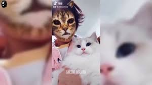Tiktok Kedi Filtresi Ile Kedi Trollemek Komik Kedi Videosu 2019 Youtube