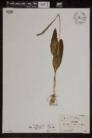 Image result for Malaxis katangensis