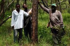 Image result for Pancovia holtzii