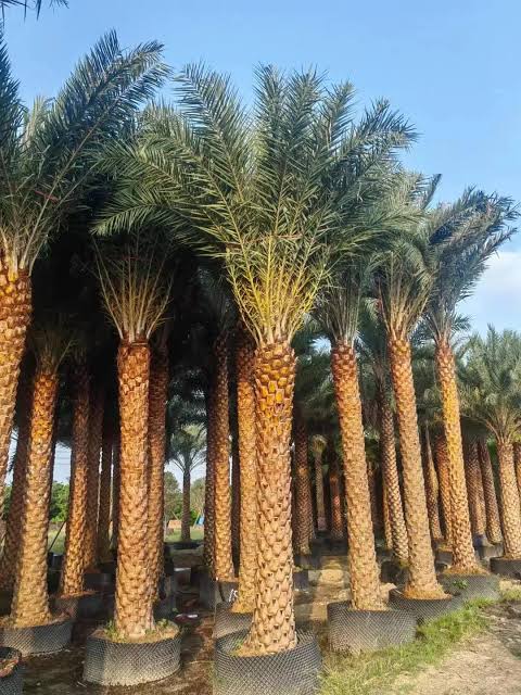 Cây cảnh ngoài trời
