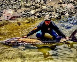 First go the columbia river, then throw in a surgeon, oh you said sturgeon, never mind. Sturgeon Fishing Guides Hells Canyon Columbia River Sturgeon