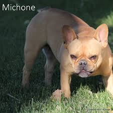 Check spelling or type a new query. French Bulldogs In Colorado Happy Healthy Dna Tested Frenchies