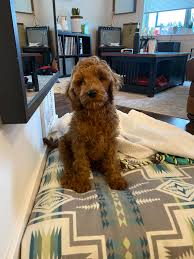 We did not find results for: 10 Week Old Mini Irish Doodle Lennon Lenny Aww