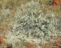 Image result for Aerva javanica