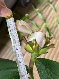 Image result for Bridelia brideliifolia