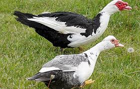 كيفية قطف بطة بشكل صحيح في المنزل ، 7 طرق سريعة وسهلة. Ø§Ù†Ù‚Ø± ÙƒØ±Ø³ Ù…ØªØ®ØµØµ Ø·Ø±ÙŠÙ‚Ø© ØªÙ†Ø¸ÙŠÙ Ø§Ù„Ø¨Ø· Ù…Ù† Ø§Ù„Ø±ÙŠØ´ Buyandsellnapleswithnancy Com