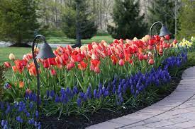 Muscari The Special Sauce For Your Spring Garden Longfield Gardens Longfield Gardens Spring Garden Planting Bulbs