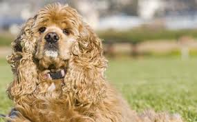 Amerikan Cocker Spaniel Cinsi Kopek Ve Ozellikleri Miyhav Com