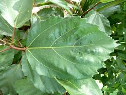 Image result for Ficus sur