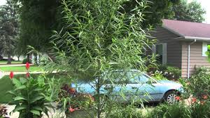 A comprehensive guide by musgrove willows (willow growers since 1920s). Fast Growing Willow Upright Willow Hybrid Salix Youtube