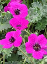 There's a geranium for that. Geranium Purple Who Bluestone Perennials