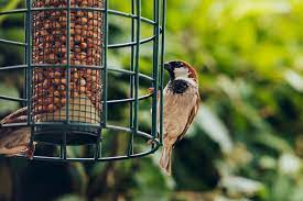 Für haustiere bieten wir eine exklusive. Vogelfutter Selbstgemacht Und Basteln Von Vogelfutter Stellen