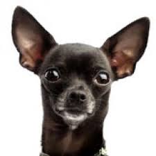 The chihuahua is graceful, small, and compact, slightly longer than he is tall. The Ancient Origins Of Chihuahuas Petmd