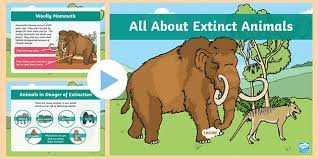 This is a list of extinct animals of the british isles, including extirpated species.only a small number of these are globally extinct, most famously the irish elk, great auk and woolly mammoth.most of the remainder survive to some extent outside the islands. Ks1 All About Extinct Animals Powerpoint Primary Resources