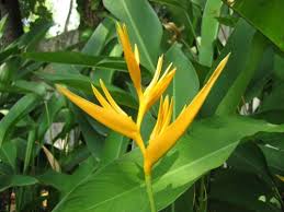 Tropical trees are evergreen or deciduous, based on the climate and soils in their native habitats. Philippine Trees And Garden Flowers My Philippine Life