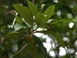 Image result for Kiggelaria africana