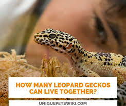 Kembang genjer bumbu belacan pecak klandingan. How Many Leopard Geckos Can Live Together Male Female