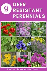 We did not find results for: These 10 Deer Resistant Perennials Are Beautiful Aromatic And Critter Proof