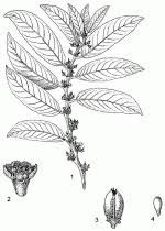 Image result for Casearia gladiiformis