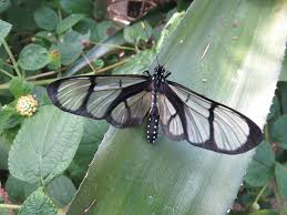 Image result for Ochna confusa