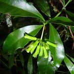 Image result for Peddiea fischeri