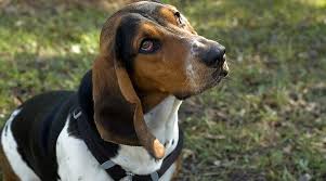 I always say that his face is the basset hound, and his body is the bulldog. Basset Hound Beagle Mix Bagle Hound Breed Info Puppy Costs More